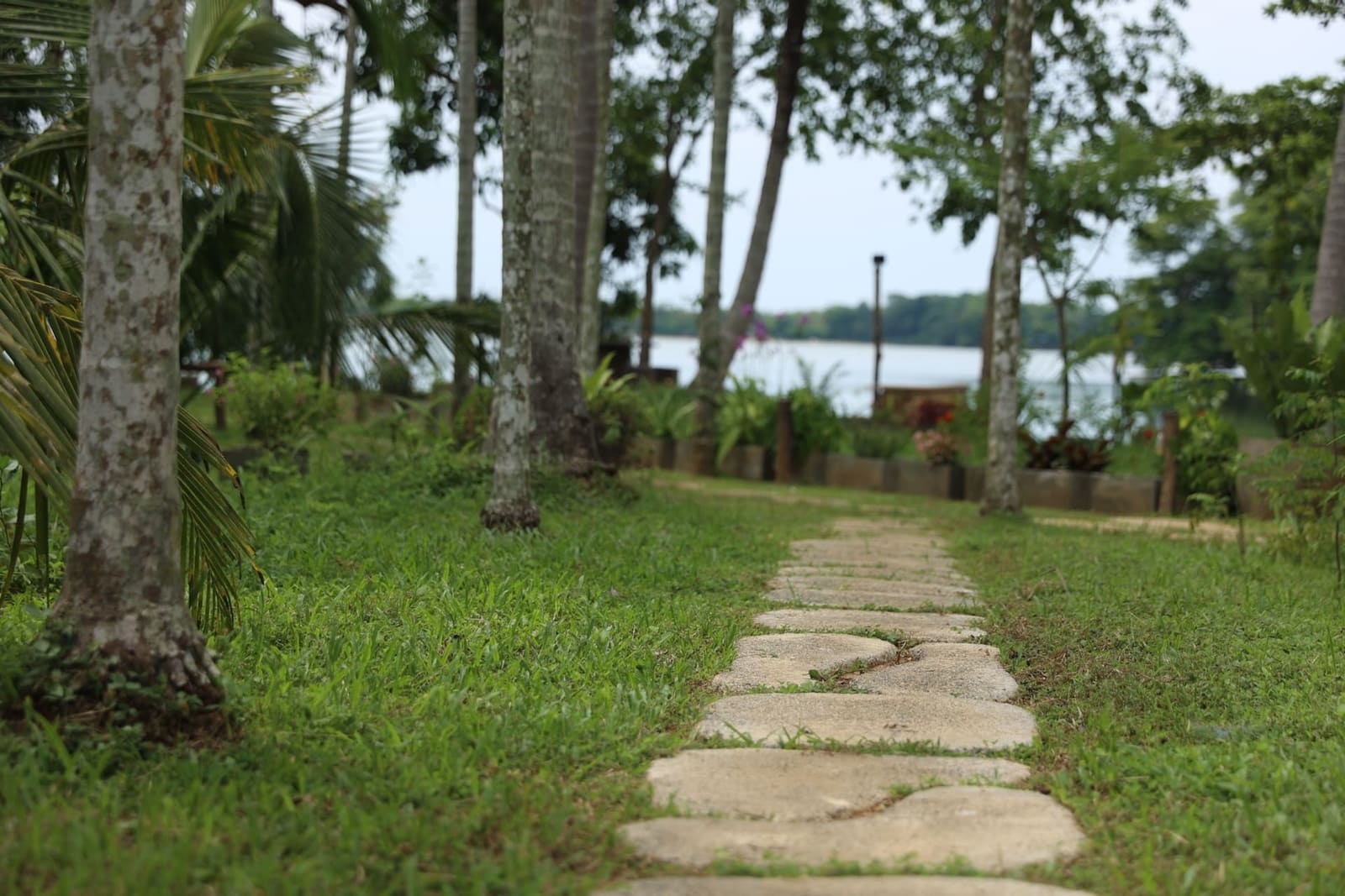 Aji Fruit Farm at dawn — lakeside path through the mango orchard, near Udawalawe National Park, Sri Lanka