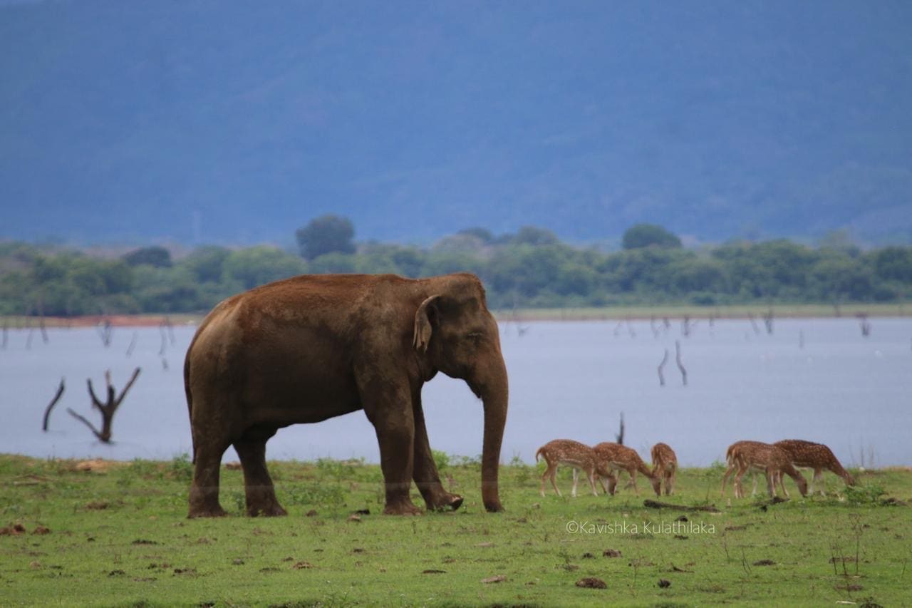 Elephants at Udawalawe National Park — 45 minutes from Aji Fruit Farm